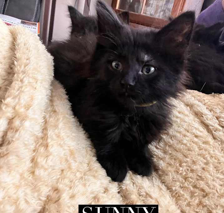 Photo of Sunny