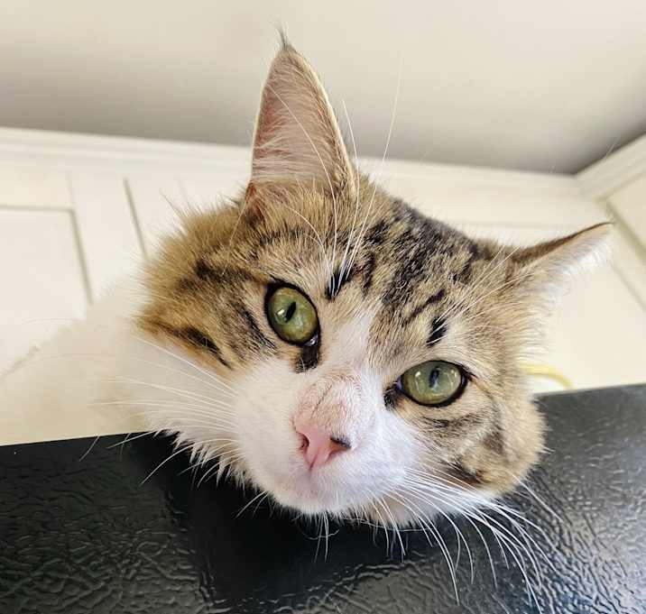 Photo of Kurby