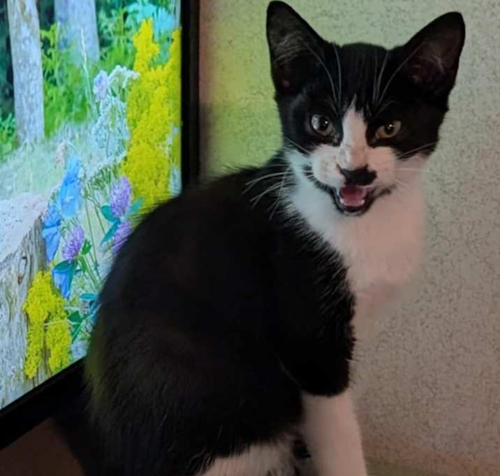 Photo of Rocky