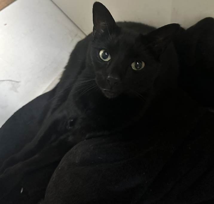 Photo of Beau