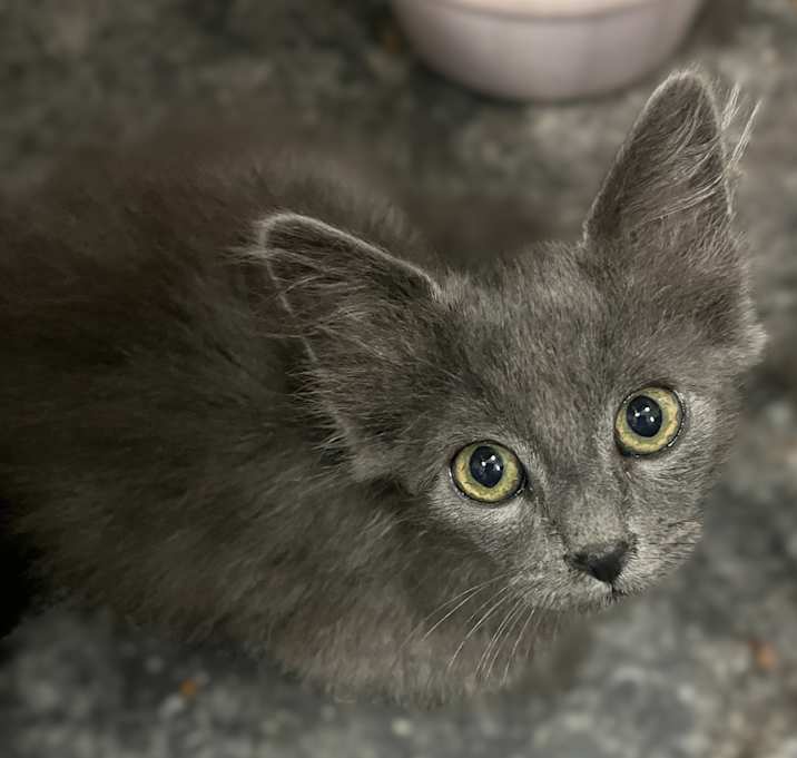 Photo of Pasha