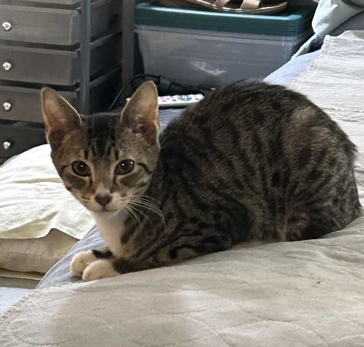 Photo of Chucky
