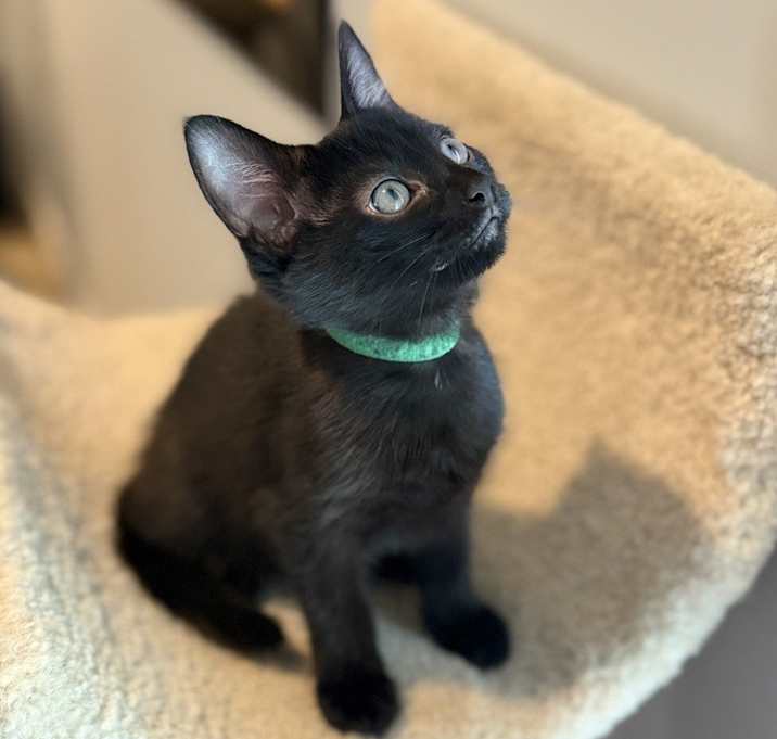 Atlas
