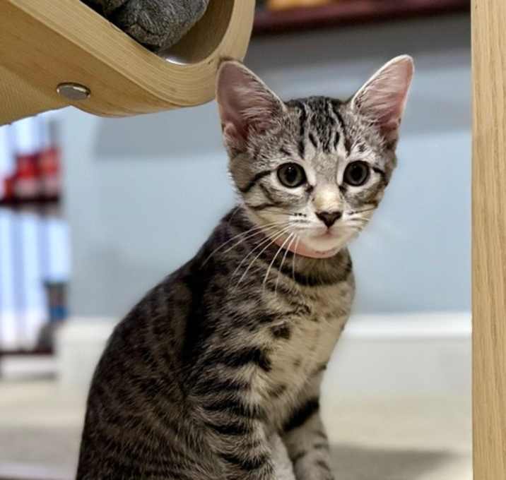 Juno