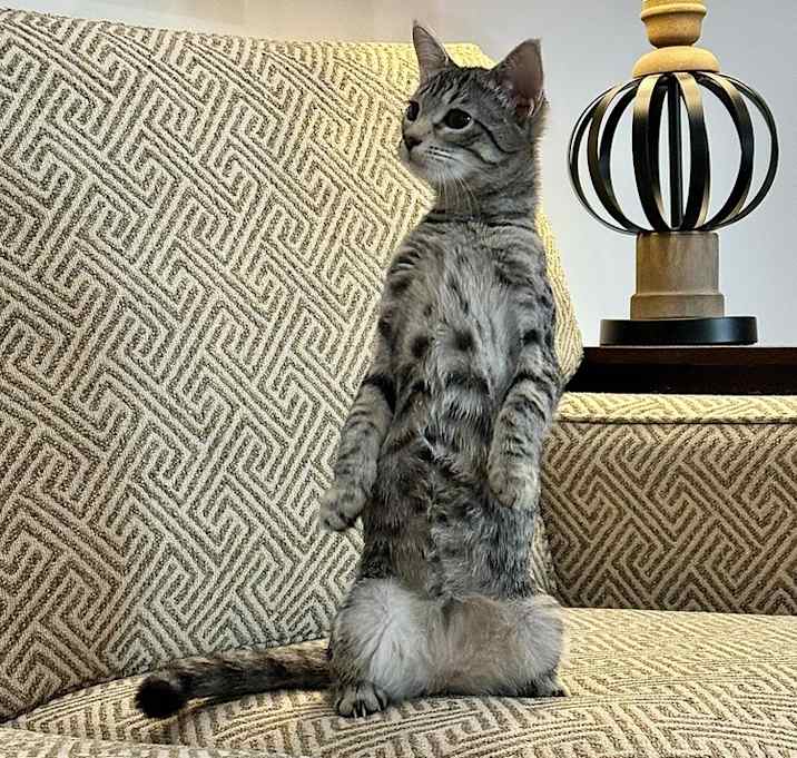 Juno