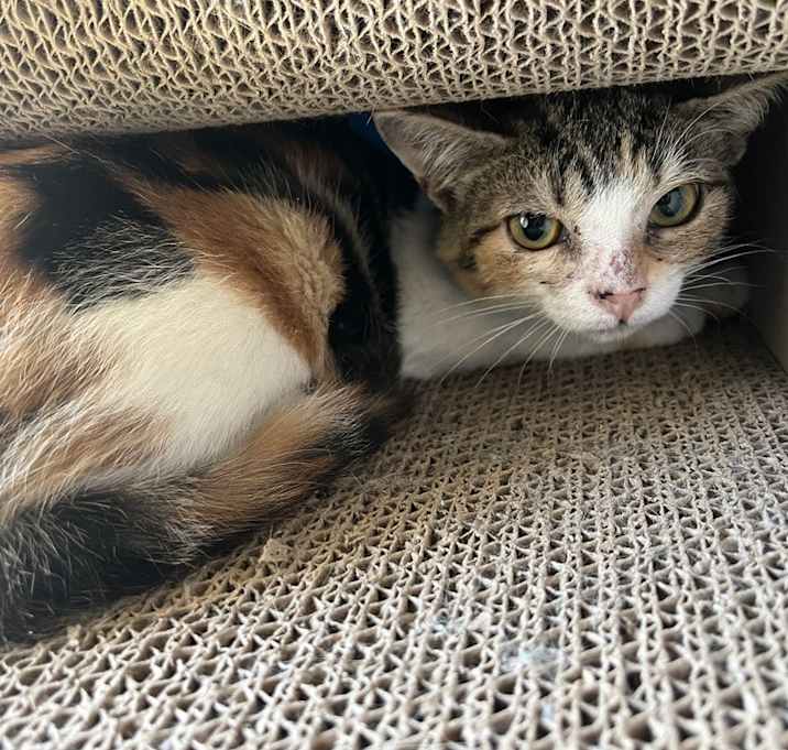 Photo of Petra
