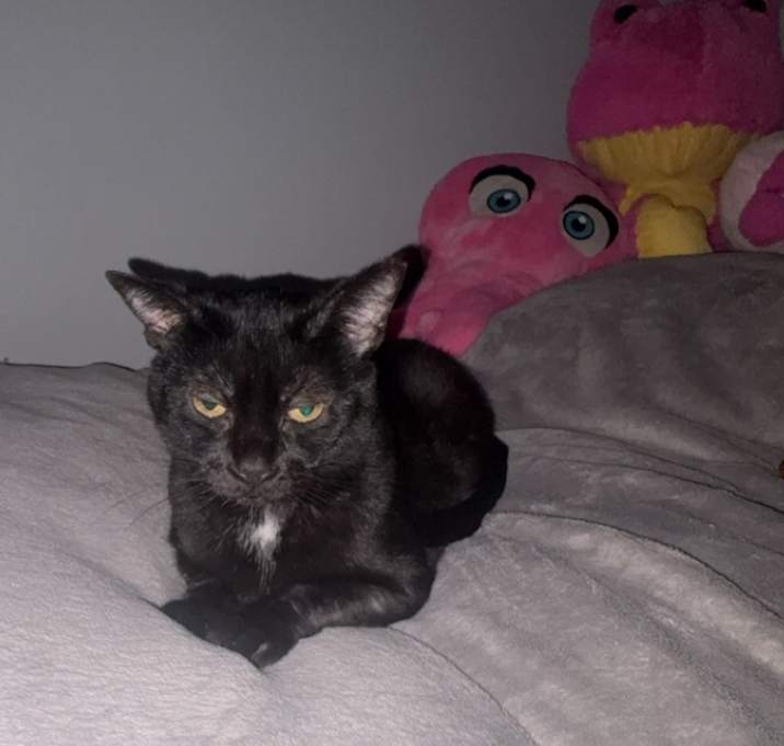 Photo of Miss Kitty