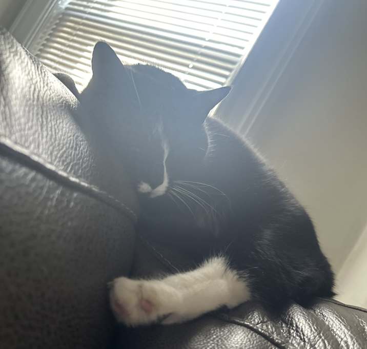 Photo of Luna