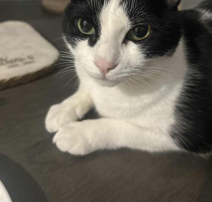 Photo of Milo