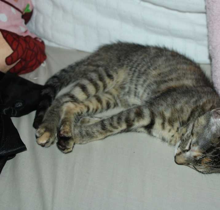 Photo of Ash