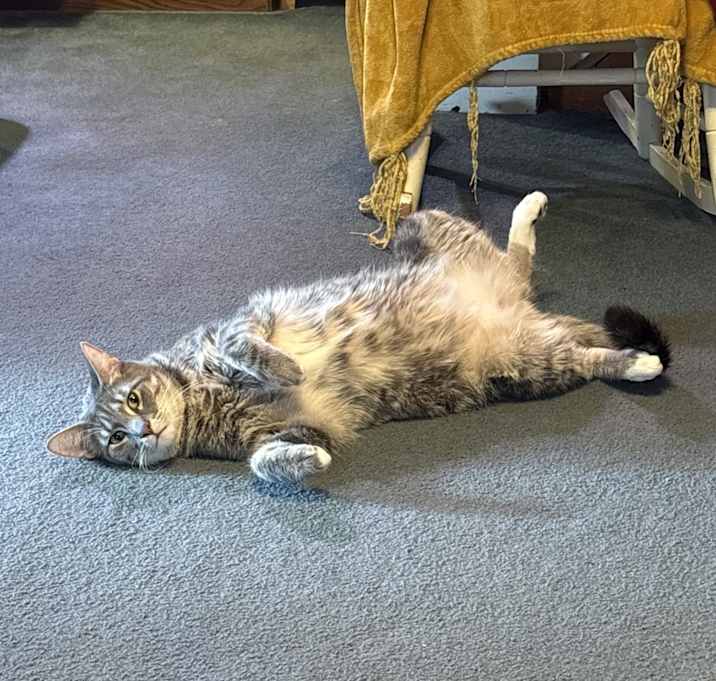 Photo of Meeko