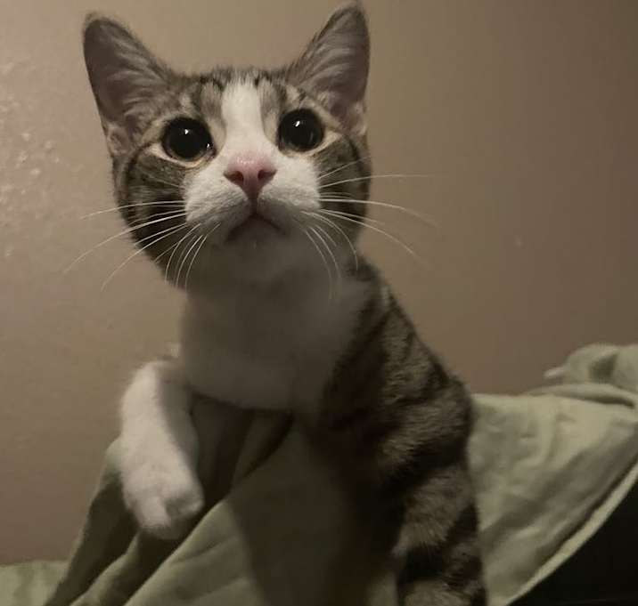 Photo of Tommy
