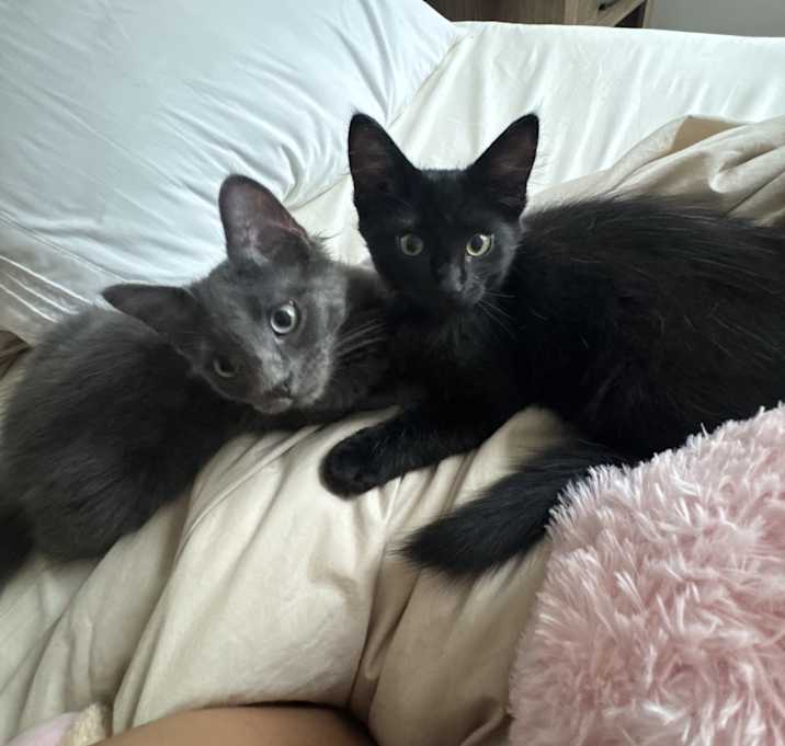 Photo of Storm and Koru