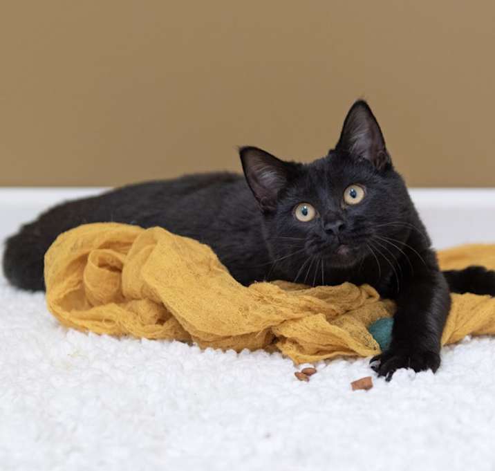 Photo of Velvet