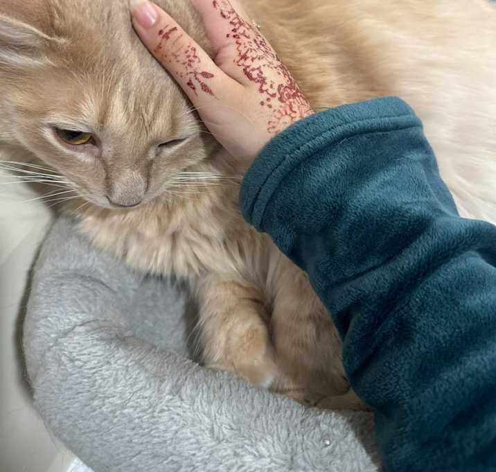 Photo of Miso