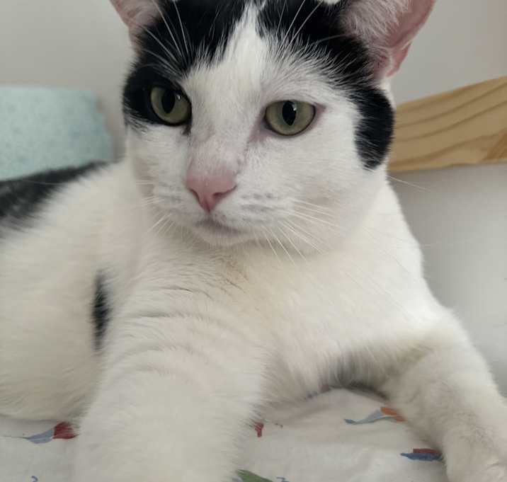 Photo of Mama Moo