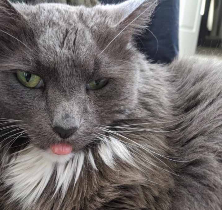 Photo of Tommy