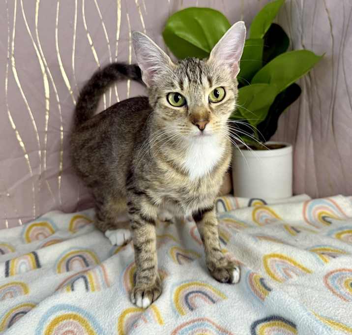 Photo of Marigold