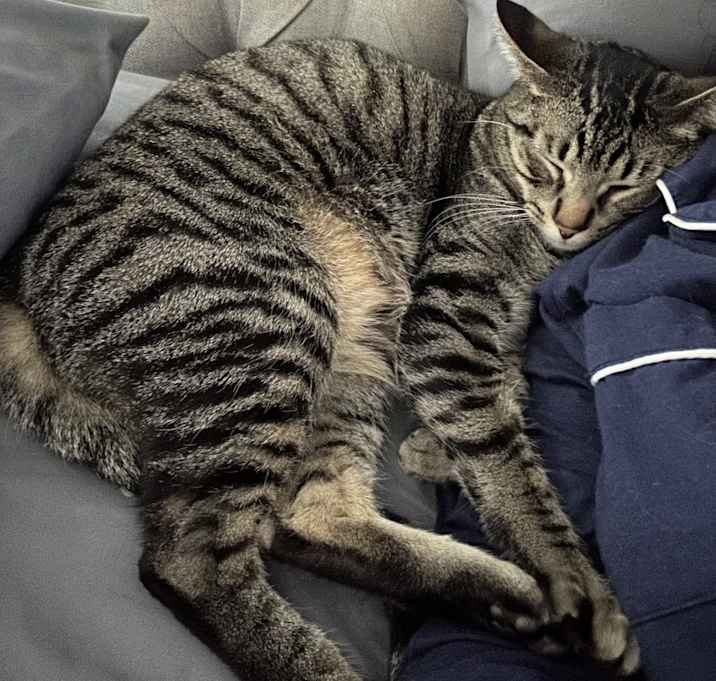 Photo of Milo
