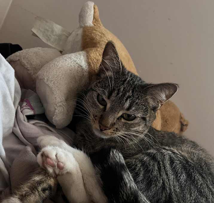 Photo of Pepper