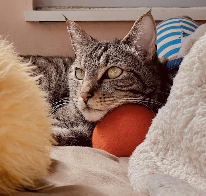 Photo of Finn
