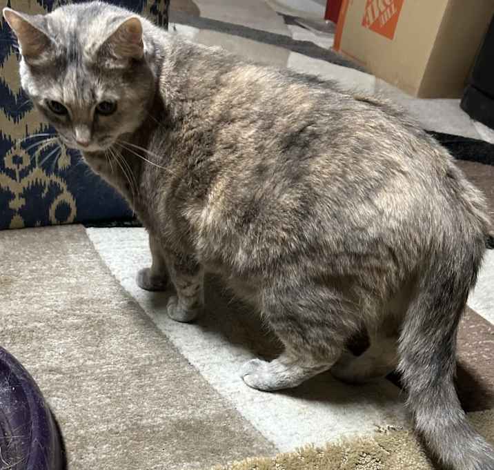 Photo of Shadow