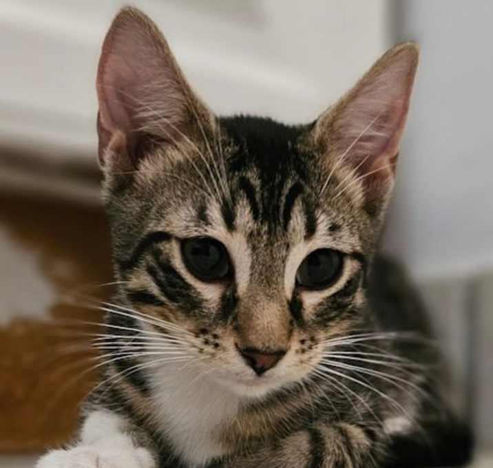 Photo of Riley - Petsmart Plantation Foster Home