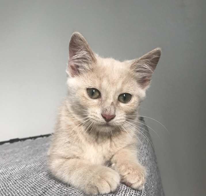 Photo of Kitten
