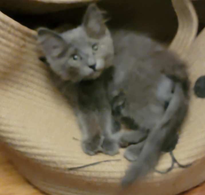 Photo of Whisper