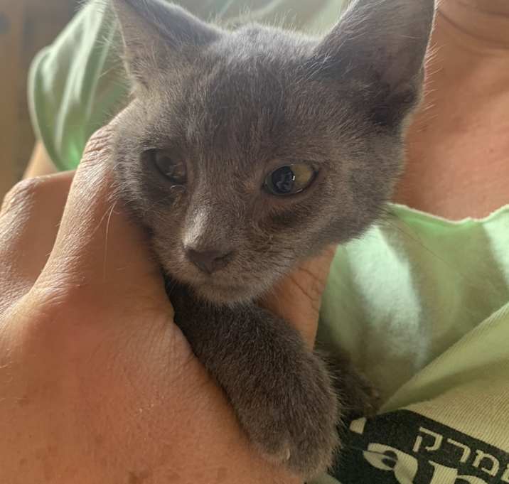 Photo of Little Grey