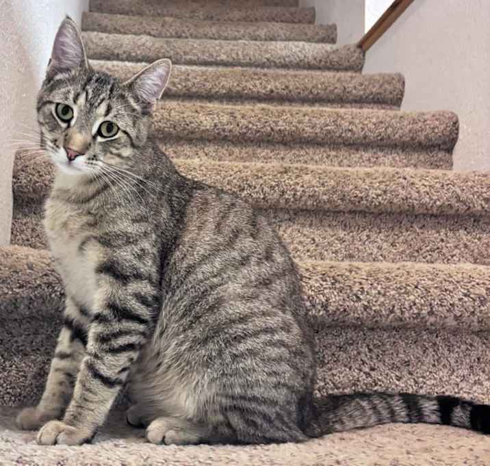 Photo of Cedric Diggory