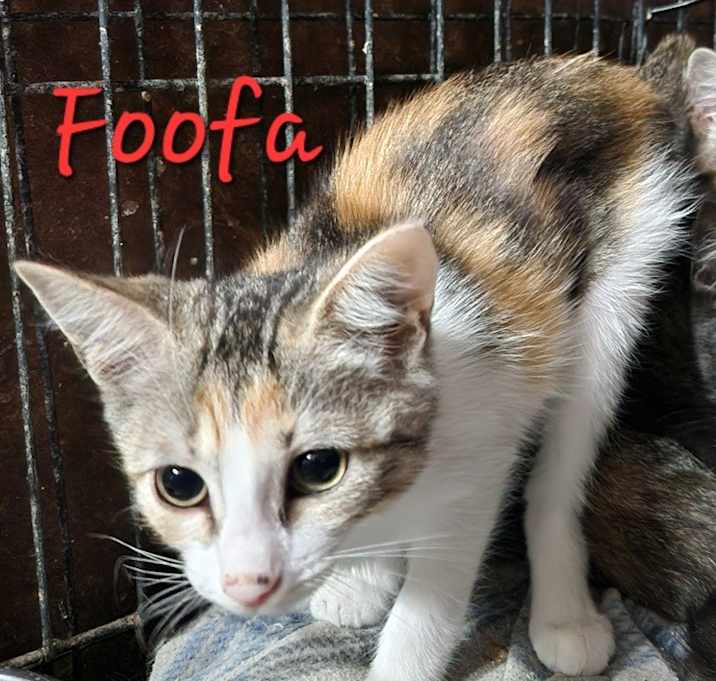 Photo of Foofa