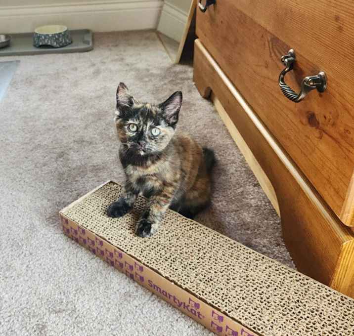 Photo of Cayenne