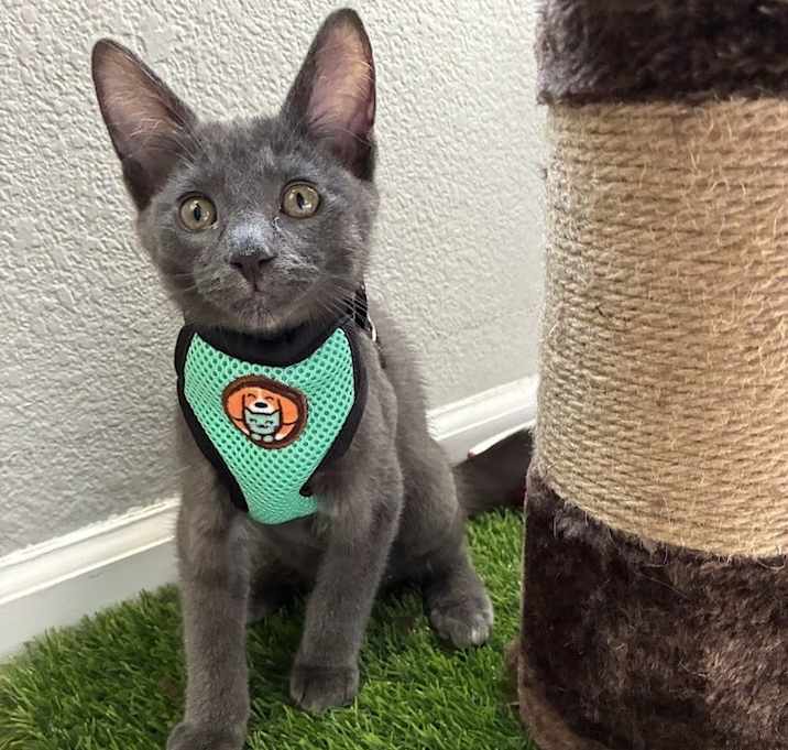 Photo of Smokey