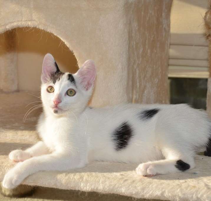 Photo of Dominoe