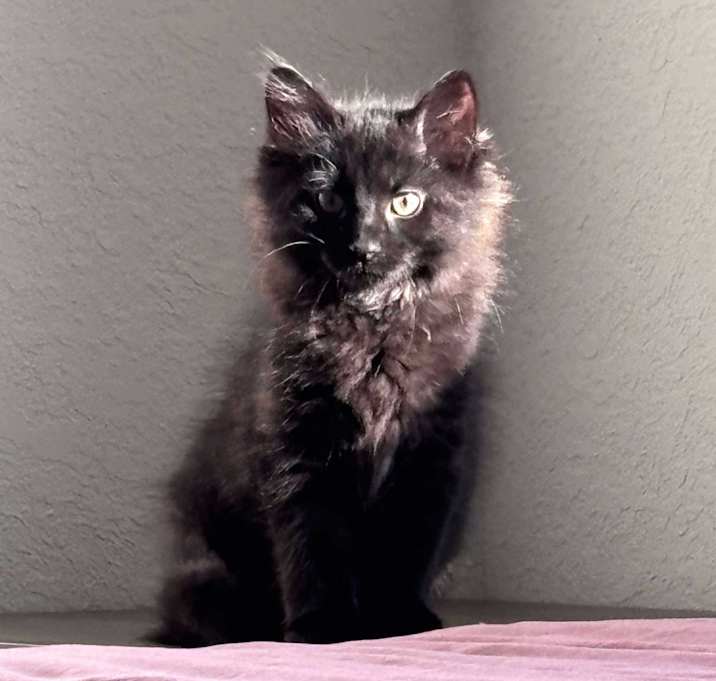 Photo of Mara