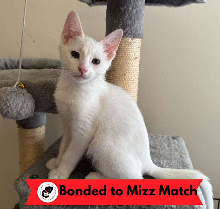 Photo of Boo (k2025)