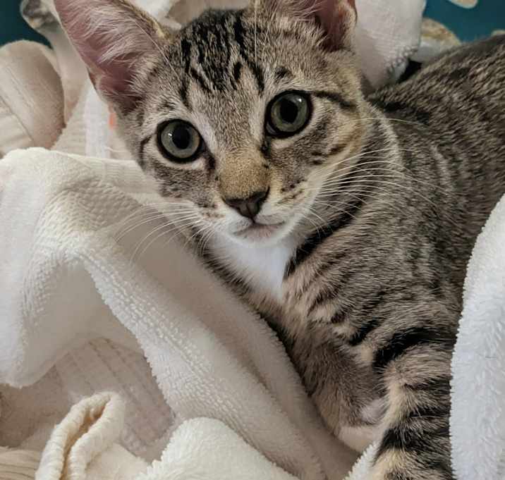 Photo of Trix