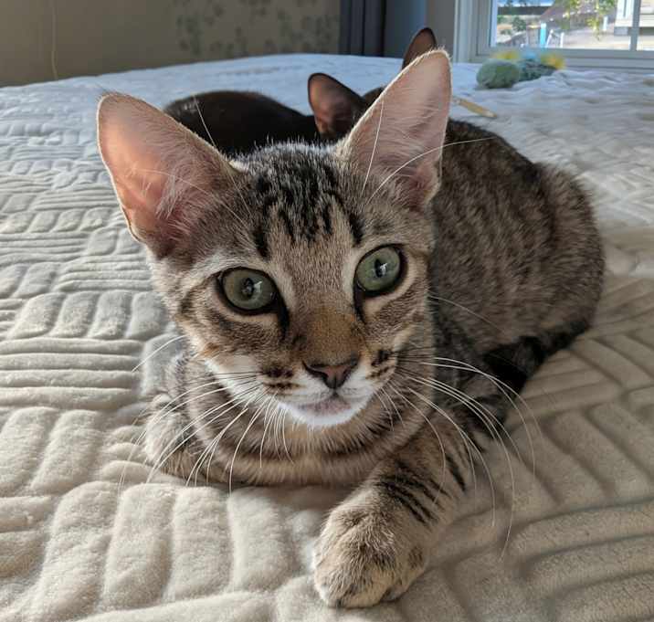 Photo of Speedy