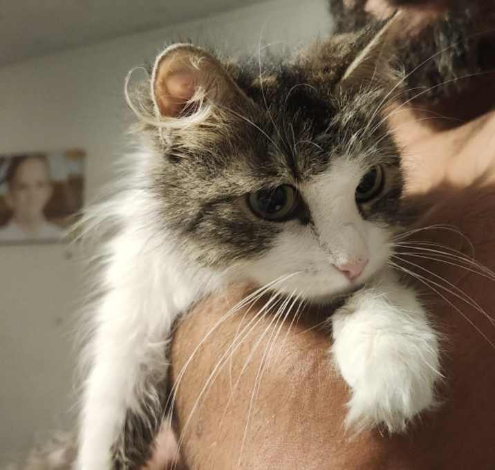 Photo of cocoa
