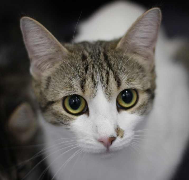 Photo of Lovey