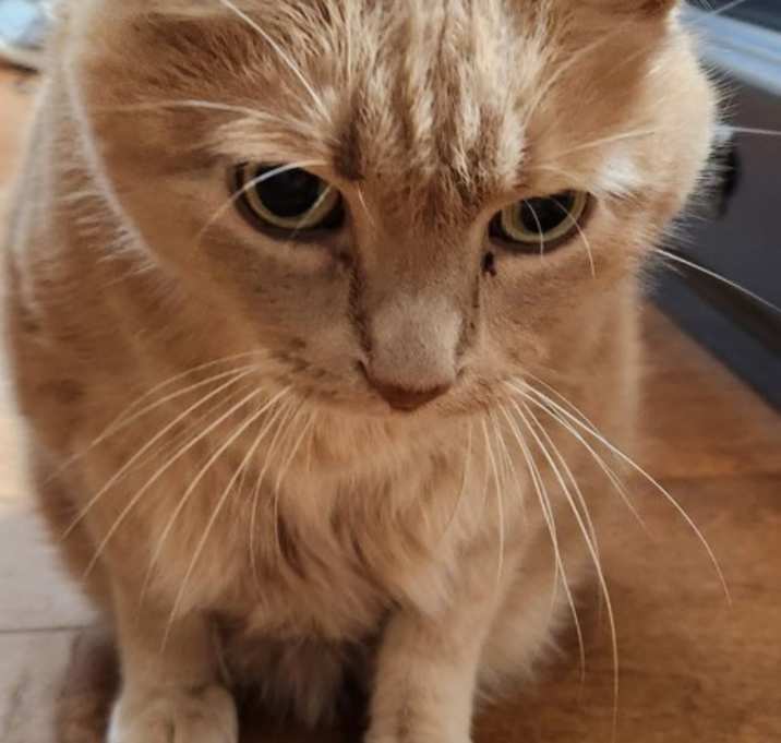 Photo of Bullet