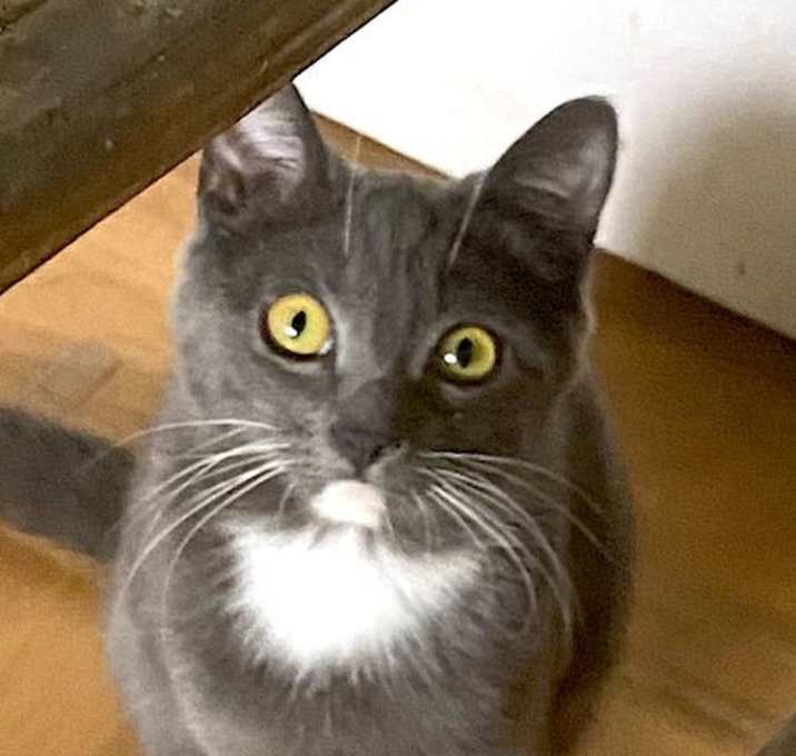Photo of Lulu (Courtesy Post)