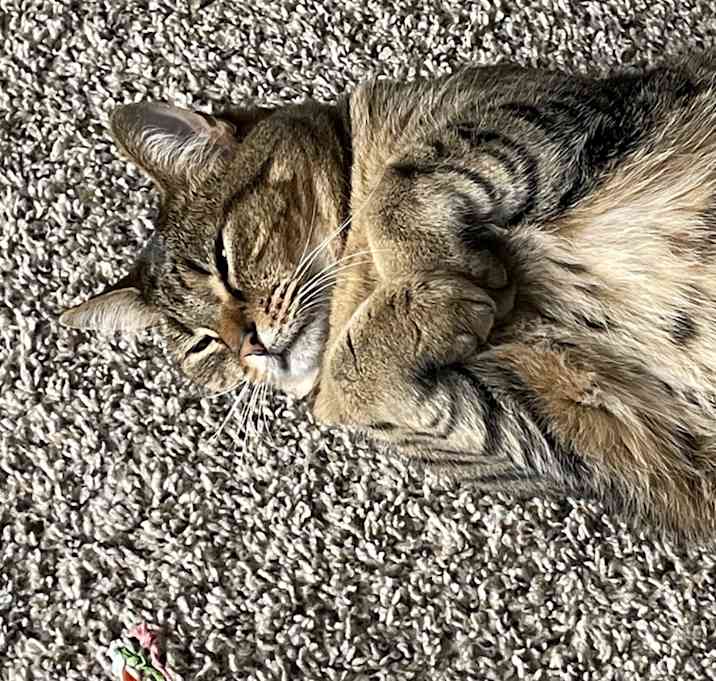 Photo of Moonie