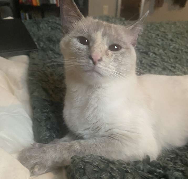 Photo of Stray