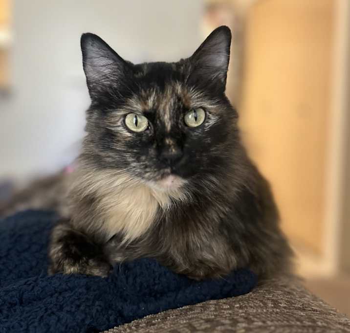 Photo of Gizmo