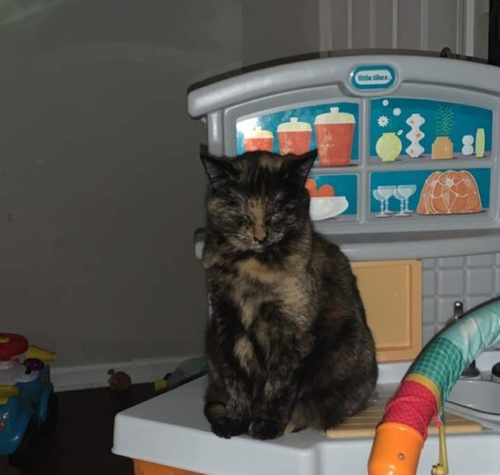 Photo of Shadow