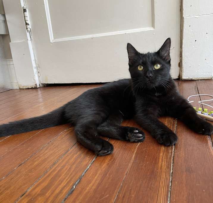 Photo of Hollyleaf