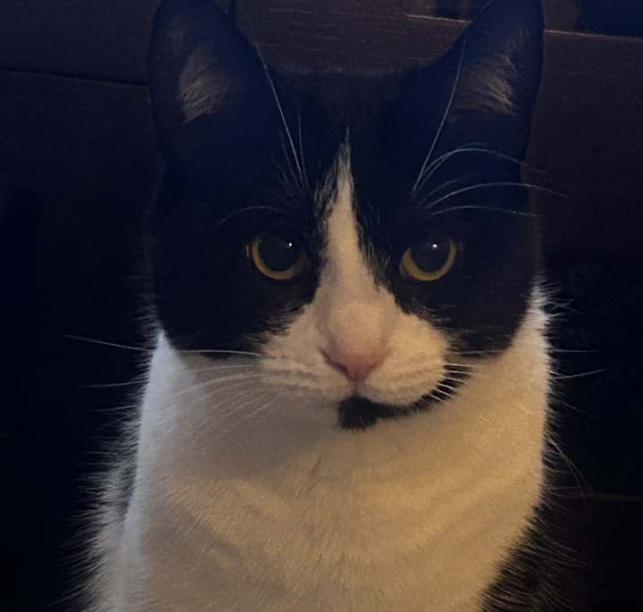 Photo of Milo