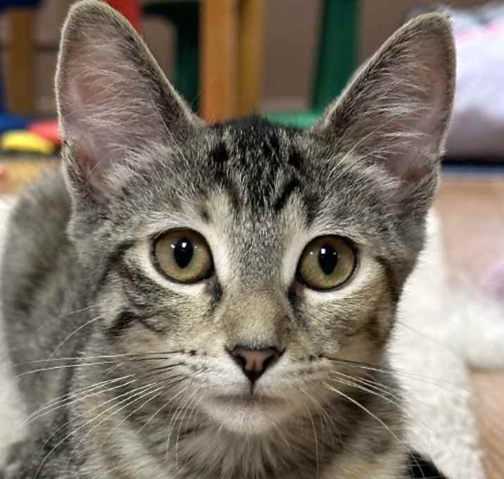 Photo of Butterscotch